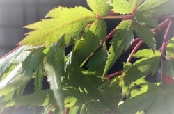 当帰(トウキ)の葉 薬草のお風呂