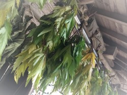 薬草当帰の葉の自然乾燥 広島の薬草の当帰の葉の自然乾燥
