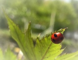 薬草とてんとう虫