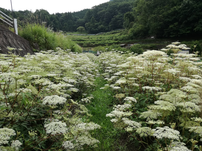 当帰の花
